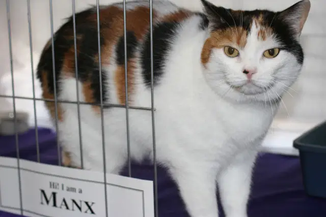 Cali, a manx, was named the Best of the Best in 2006.  She is very friendly--and wanted to show us her gorgeous coat.